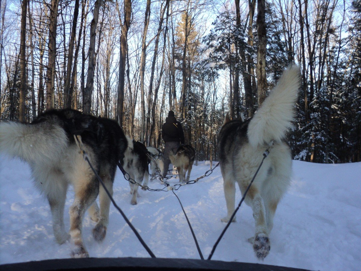 Una Settimana di Sleddog